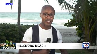 Large gator swimming in surf shocks beachgoers in Hillsboro Beach