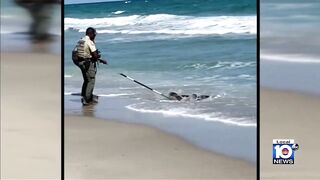 Large gator swimming in surf shocks beachgoers in Hillsboro Beach