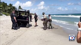 Large gator swimming in surf shocks beachgoers in Hillsboro Beach