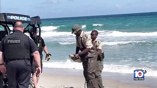 Large gator swimming in surf shocks beachgoers in Hillsboro Beach