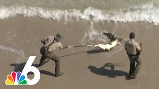 HUGE alligator captured while swimming in Florida beach, released in Everglades