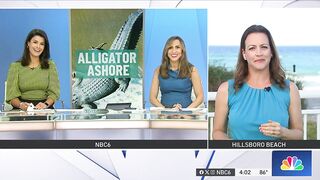 HUGE alligator captured while swimming in Florida beach, released in Everglades