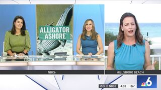 HUGE alligator captured while swimming in Florida beach, released in Everglades