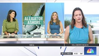 HUGE alligator captured while swimming in Florida beach, released in Everglades