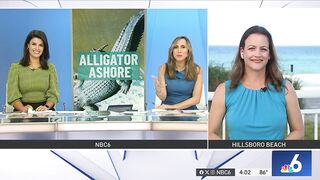 HUGE alligator captured while swimming in Florida beach, released in Everglades