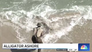 HUGE alligator captured while swimming in Florida beach, released in Everglades