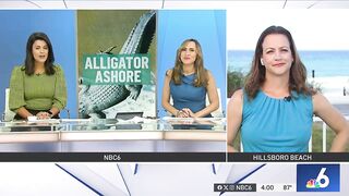 HUGE alligator captured while swimming in Florida beach, released in Everglades