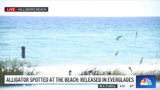 HUGE alligator captured while swimming in Florida beach, released in Everglades