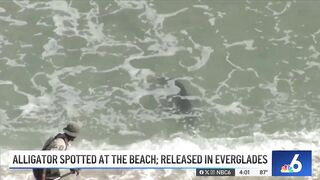 HUGE alligator captured while swimming in Florida beach, released in Everglades