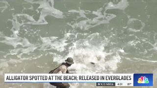 HUGE alligator captured while swimming in Florida beach, released in Everglades