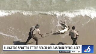 HUGE alligator captured while swimming in Florida beach, released in Everglades