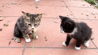 Funny kittens, incredibly cute playing games, will make your day beautiful