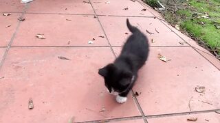 Funny kittens, incredibly cute playing games, will make your day beautiful
