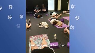 Woman Starts Yoga Class For Rescue Pups.The Matts Are Full! | Cuddle Buddies