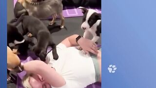 Woman Starts Yoga Class For Rescue Pups.The Matts Are Full! | Cuddle Buddies