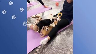 Woman Starts Yoga Class For Rescue Pups.The Matts Are Full! | Cuddle Buddies