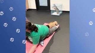 Woman Starts Yoga Class For Rescue Pups.The Matts Are Full! | Cuddle Buddies