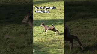 Deer makes Stretching Exercises after taking a nap at daytime