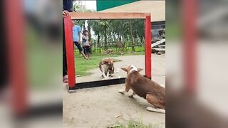 best action mirror prank ???? prank#mirrorprank#funny#funnydogvideo#funnyPrank#short#shorts#tiktok