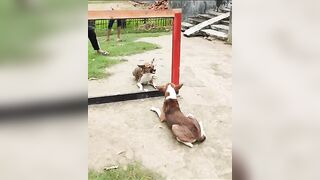 best action mirror prank ???? prank#mirrorprank#funny#funnydogvideo#funnyPrank#short#shorts#tiktok