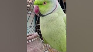 parrot videos compilation