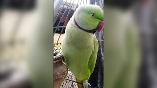 parrot videos compilation