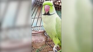 parrot videos compilation