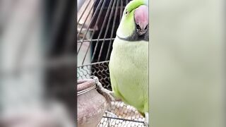 parrot videos compilation