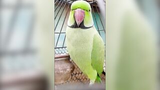 parrot videos compilation