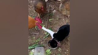 Funny Animals & Cute Pets Videos Compilation 074 #funny animals #healing #shorts