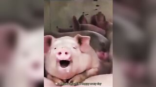 Funny Animals & Cute Pets Videos Compilation 074 #funny animals #healing #shorts