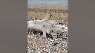 Fall beach (Fancy driftwood). The coast of the Sea of Japan. #beach #beachwalk #beachlife