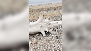 Fall beach (Fancy driftwood). The coast of the Sea of Japan. #beach #beachwalk #beachlife