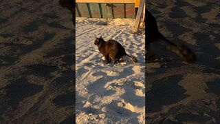 My cat thinks the beach is a giant litter box #funny #cute #cats