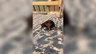 My cat thinks the beach is a giant litter box #funny #cute #cats