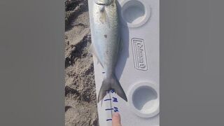 Bluefish measurement caught at Melbourne Beach!