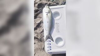 Bluefish measurement caught at Melbourne Beach!