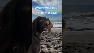 ????Luckily our beach is dog friendly! #puppy #dog #beach #shorts #funny