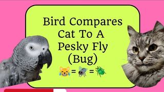 Bird Compares Cat To A Pesky Fly???? #animals #pet #bird #funny #cosmothefunnyparrot #youtubeshorts