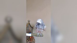 Bird Compares Cat To A Pesky Fly???? #animals #pet #bird #funny #cosmothefunnyparrot #youtubeshorts