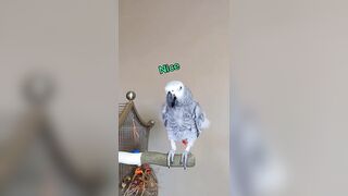 Bird Compares Cat To A Pesky Fly???? #animals #pet #bird #funny #cosmothefunnyparrot #youtubeshorts