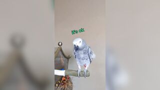 Bird Compares Cat To A Pesky Fly???? #animals #pet #bird #funny #cosmothefunnyparrot #youtubeshorts