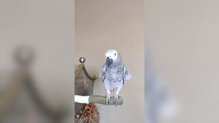 Bird Compares Cat To A Pesky Fly???? #animals #pet #bird #funny #cosmothefunnyparrot #youtubeshorts