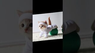 Cute cat taking yoga classes with yoga ball #cat #cute #viral #shorts #trending Part 3