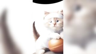 Cute cat taking yoga classes with yoga ball #cat #cute #viral #shorts #trending Part 3