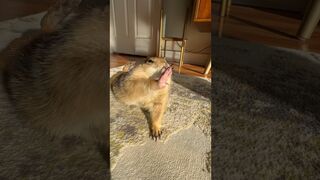 Morning Yoga with Poppy the Prairie Dog