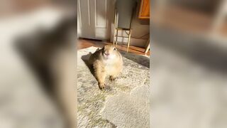 Morning Yoga with Poppy the Prairie Dog