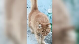 cat stretching????????#funny #cats #street #shortsvideo #animals #life #catlover#shorts