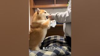 The flexible and flexible little Baga Shiba Inu. The dog’s thoughts are written on his face. The da