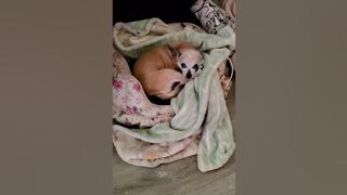 Senior chiweenie Daisy is super flexible. She's cozy on her heating pad. SO ADORABLE